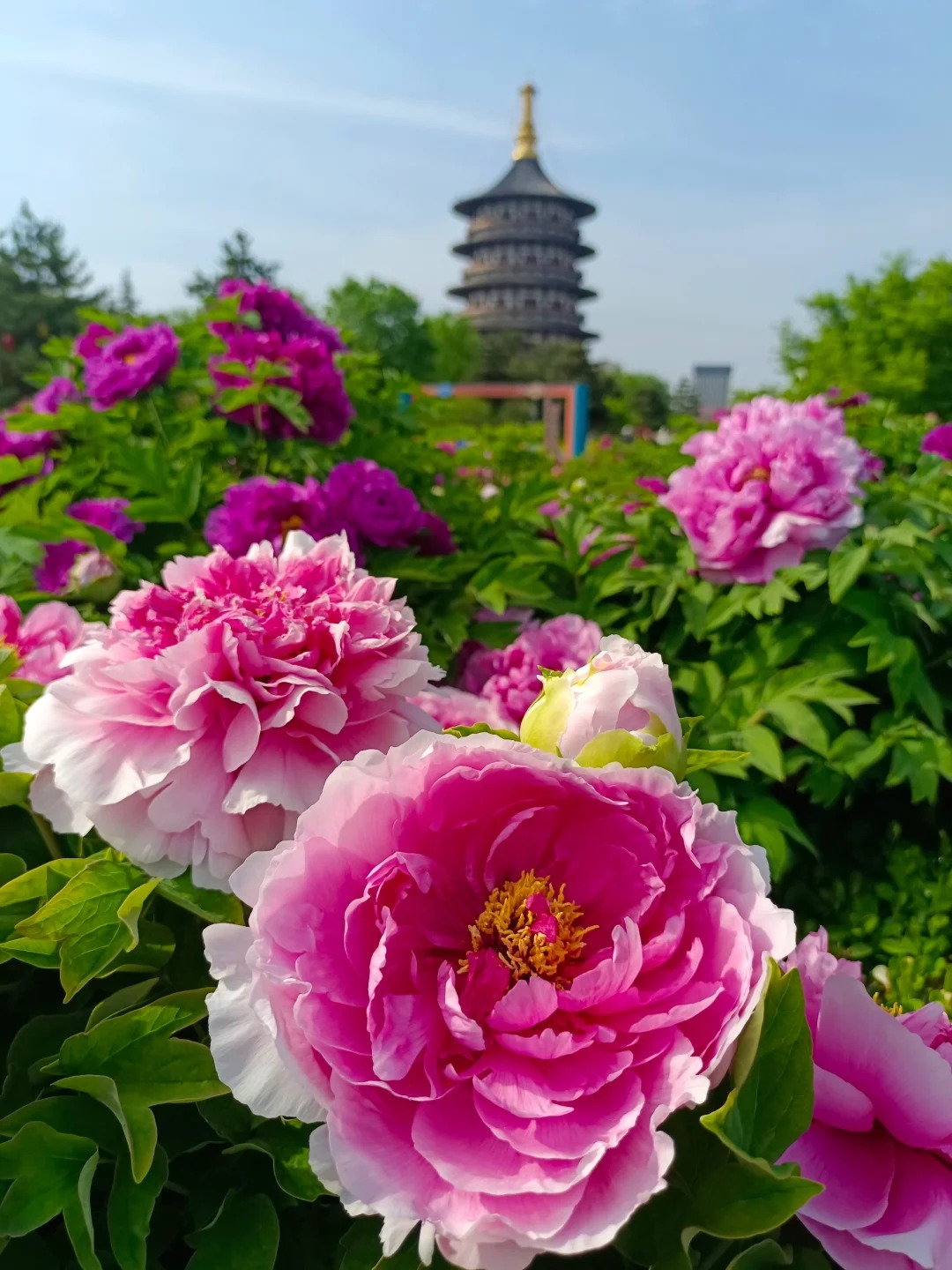 牡丹 明堂 天堂_1_不务正业的美好时光_来自小红书网页版.jpg